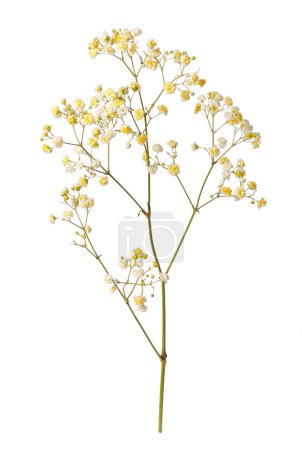 Photo for Beautiful colorful gypsophila flowers on white background - Royalty Free Image