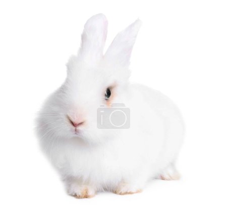 Foto de Fluffy rabbit on white background. Cute pet - Imagen libre de derechos
