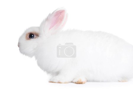 Foto de Fluffy rabbit on white background. Cute pet - Imagen libre de derechos