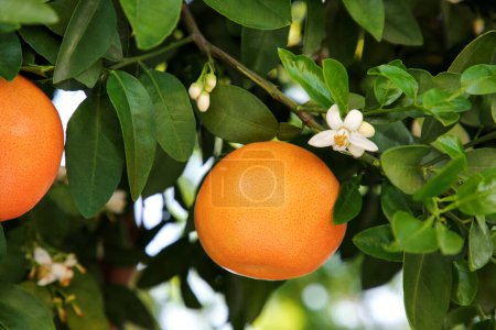 Photo for Ripening grapefruits and flowers growing on tree in garden - Royalty Free Image