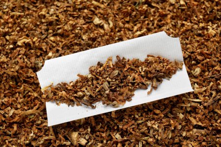 Photo for Paper and tobacco, closeup. Making hand rolled cigarette - Royalty Free Image