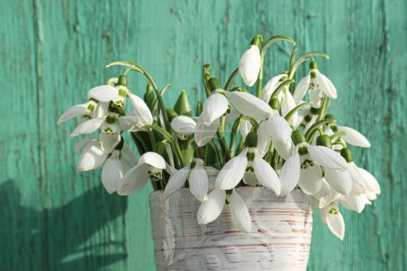 Photo for Beautiful snowdrops in vase near green fence, closeup - Royalty Free Image