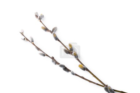 Photo for Beautiful pussy willow branches with flowering catkins isolated on white, top view - Royalty Free Image