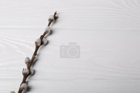 Photo for Beautiful willow branch with fuzzy catkins on white wooden table, top view. Space for text - Royalty Free Image