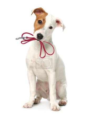 Netter Jack Russell Terrier mit Leine im Mund auf weißem Hintergrund