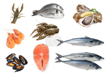 Téléchargez les photos : Collage avec différents fruits de mer sur fond blanc - en image libre de droit