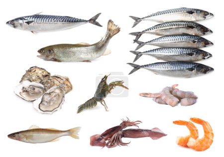 Collage with different seafood on white background