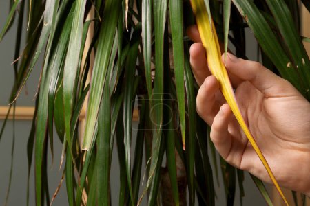 Photo for Man touching houseplant with damaged leaves indoors, closeup - Royalty Free Image