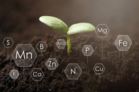 Foto de Plántulas jóvenes que crecen en el suelo y elementos químicos - Imagen libre de derechos