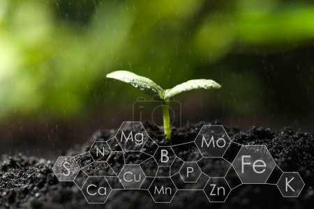 Young seedling growing in soil and scheme with chemical elements