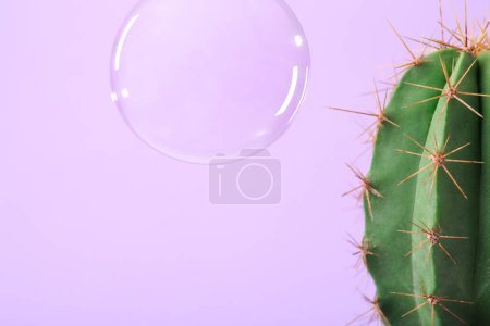 Photo for Soap bubble near cactus on pastel violet background - Royalty Free Image