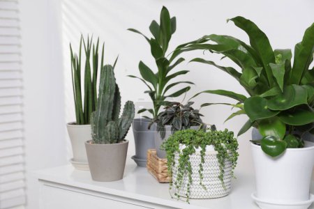 Foto de Plantas de interior verdes en macetas en la cómoda cerca de la pared blanca - Imagen libre de derechos