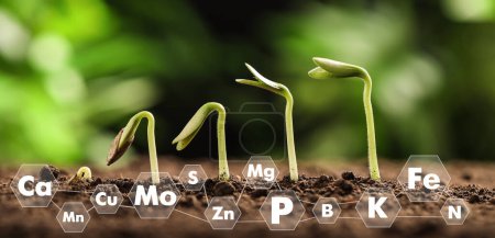 Foto de Plántulas jóvenes que crecen en el suelo y esquema con elementos químicos - Imagen libre de derechos