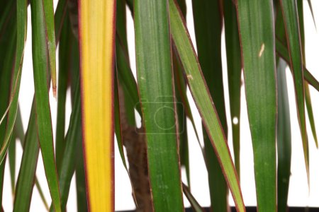 Photo for Potted houseplant with damaged leaves, closeup view - Royalty Free Image