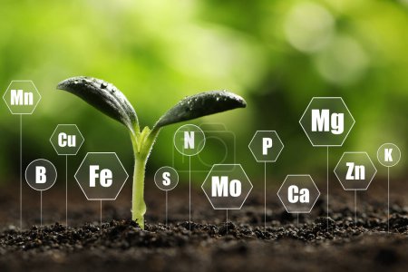 Plántulas jóvenes que crecen en el suelo y elementos químicos