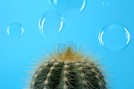 Soap bubbles near cactus on light blue background