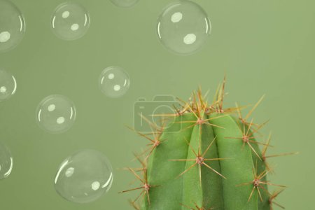 Photo for Soap bubbles near cactus on light green background - Royalty Free Image
