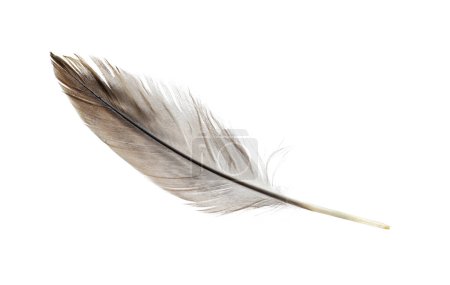 Téléchargez les photos : Belle plume d'oiseau gris isolé sur blanc - en image libre de droit