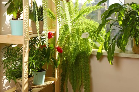 Foto de Hermosas plantas de casa en maceta cerca de la ventana interior - Imagen libre de derechos