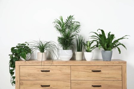 Photo for Many different houseplants in pots on wooden chest of drawers near white wall - Royalty Free Image