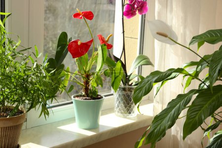 Foto de Hermosas plantas de interior en macetas en el alféizar de la ventana interior - Imagen libre de derechos