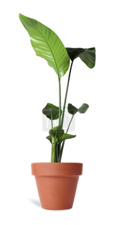Téléchargez les photos : Belle plante d'intérieur en pot de terre cuite isolé sur blanc - en image libre de droit