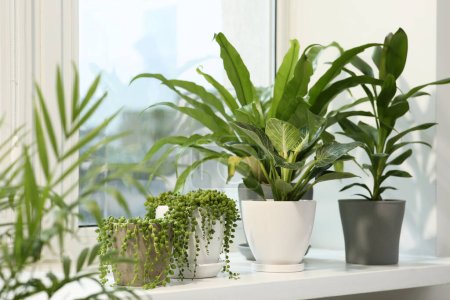 Many different potted plants on windowsill indoors