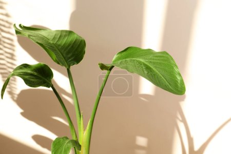 Téléchargez les photos : Belle plante avec des feuilles humides près du mur beige. Décoration de maison - en image libre de droit