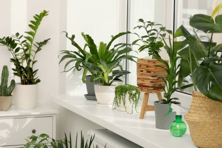Foto de Muchas hermosas plantas de interior macetas creciendo cerca de la ventana en el interior - Imagen libre de derechos