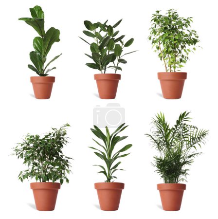 Collage with different potted plants on white background. House decor
