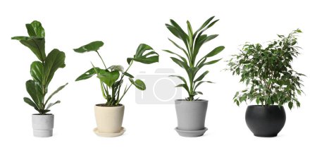 Collage with different potted plants on white background. House decor