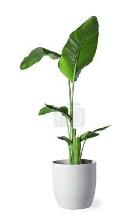 Téléchargez les photos : Belle plante d'intérieur en pot isolé sur blanc - en image libre de droit