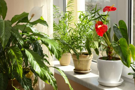 Photo for Beautiful houseplants in pots on windowsill indoors - Royalty Free Image