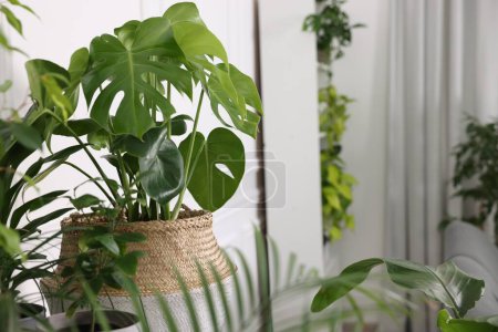Photo for Beautiful potted houseplants in room. Space for text - Royalty Free Image