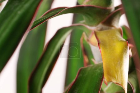 Photo for Potted houseplant with damaged leaves, closeup view - Royalty Free Image