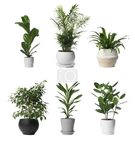 Collage avec différentes plantes en pot sur fond blanc. Décor de maison