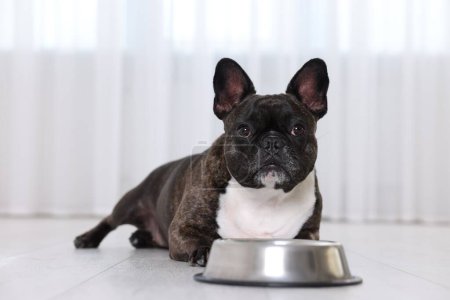 Photo for Adorable French Bulldog near bowl indoors. Lovely pet - Royalty Free Image