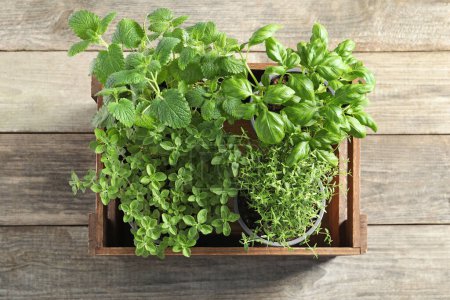 Photo for Crate with different potted herbs on wooden table, top view - Royalty Free Image