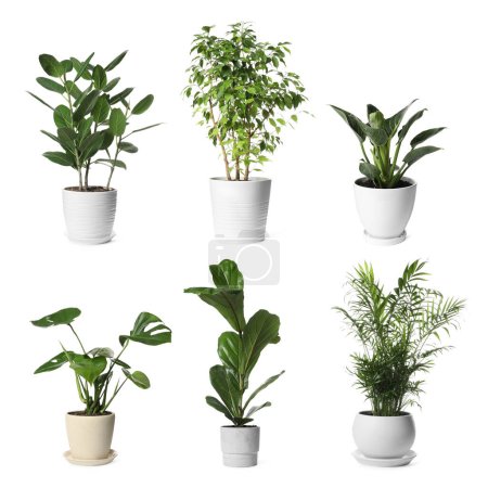 Collage avec différentes plantes en pot sur fond blanc. Décor de maison