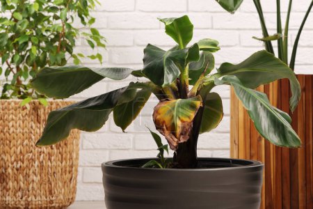 Potted houseplant with damaged leaves indoors, closeup