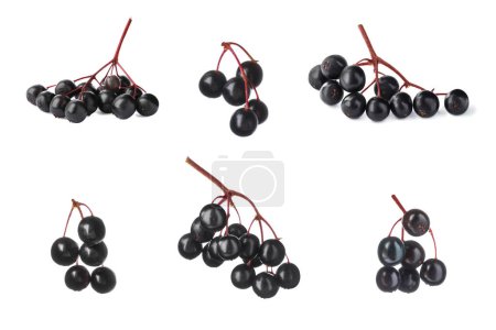 Photo for Collage of fresh elderberries (Sambucus) on white background - Royalty Free Image