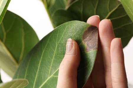 Woman touching houseplant with damaged leaf on white background, closeup