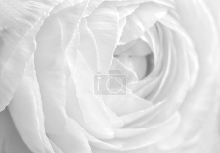 Photo for Beautiful white ranunculus flower as background, closeup - Royalty Free Image