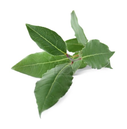 Photo for Branch with bay leaves isolated on white - Royalty Free Image