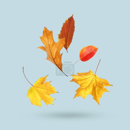 Diferentes hojas de otoño cayendo sobre fondo azul claro pálido