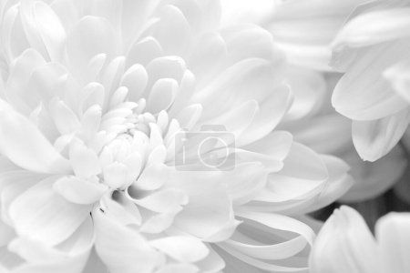 Foto de Hermosas flores de crisantemo blanco como fondo, primer plano - Imagen libre de derechos
