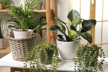 Foto de Plantas de interior verdes en macetas sobre mesa de madera en interiores - Imagen libre de derechos