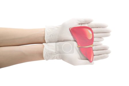 Doctor in gloves holding paper liver on white background, closeup and top view. Hepatitis treatment