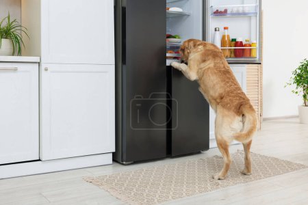 Niedlicher Labrador Retriever klaut Lebensmittel aus Kühlschrank in Küche