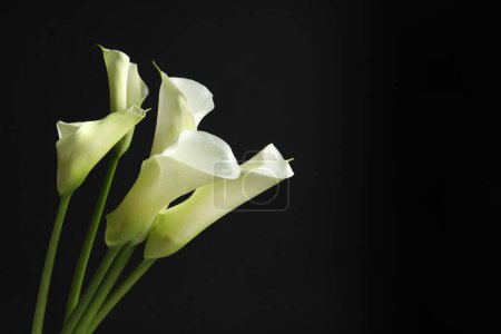 Téléchargez les photos : Belles fleurs de lys calla sur fond noir, espace pour le texte - en image libre de droit